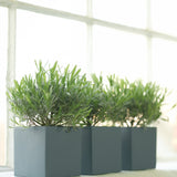 Little Greene - 115 - Juniper Ash