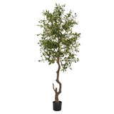 Calabria Large Olive Tree