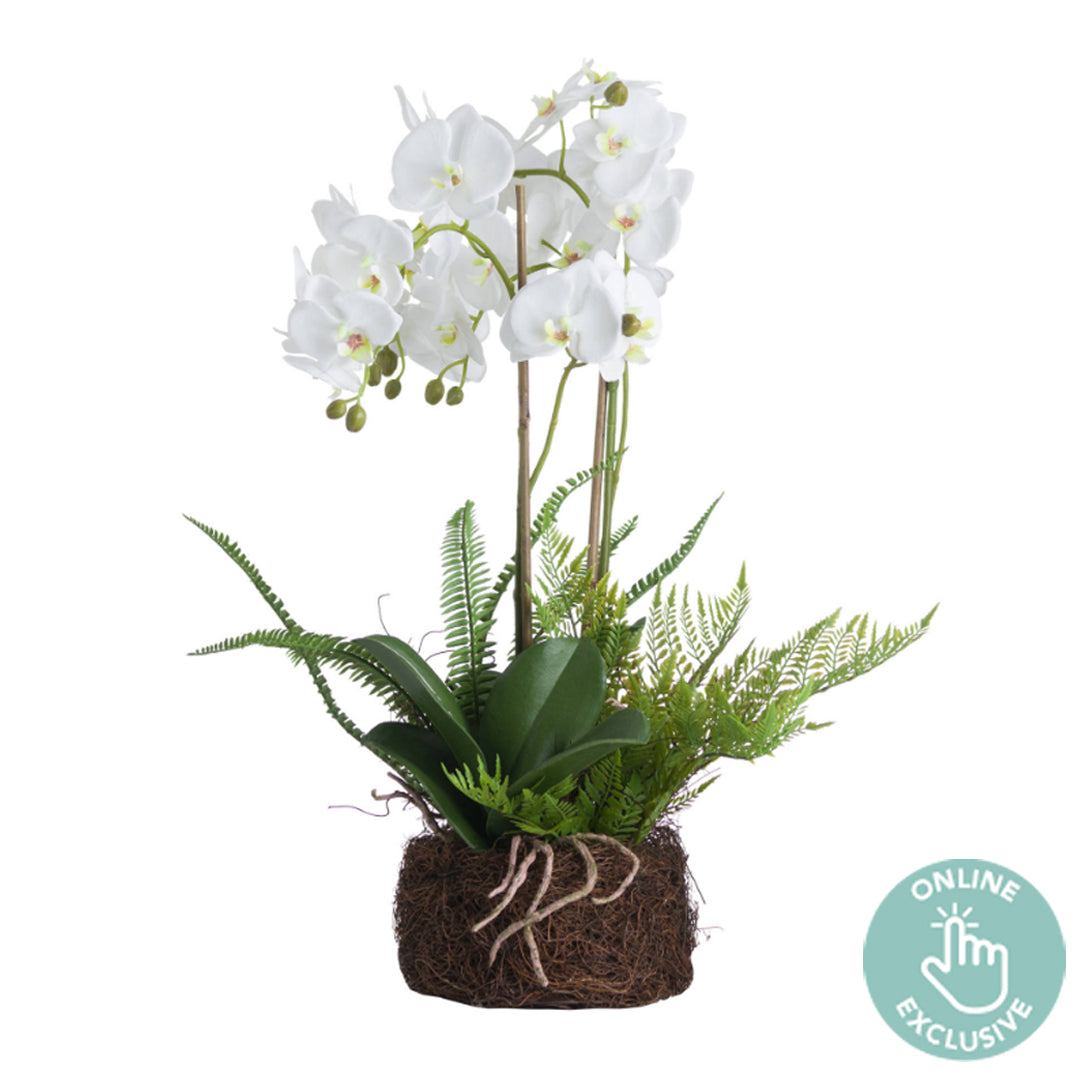 Large White Orchid and Fern Garden in Rootball | Taylors on the High Street