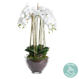 Large White Orchid in Glass Pot | Taylors on the High Street